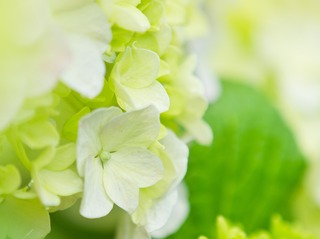 春野菜。