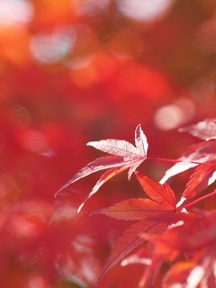 紅葉2。C-PL無し。