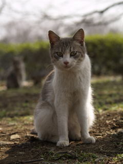 �ͤ�����