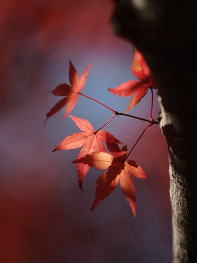 紅葉5。