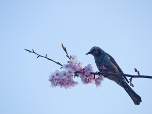 鳥バード。