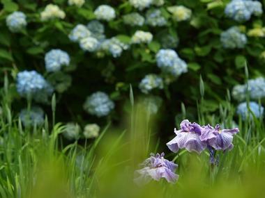 アジサイと、ちょっと花菖蒲。