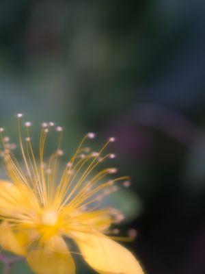 HANABI