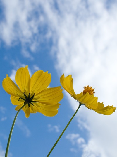 黄色のコスモス。