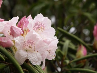 ���ޤ��ޡ�