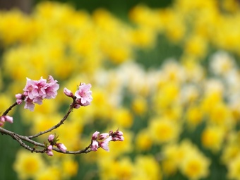 ������Ȳ���������