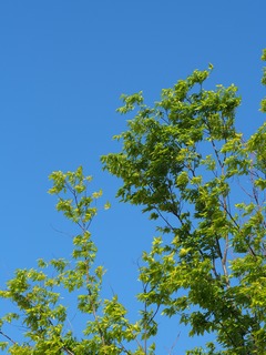 青と緑。
