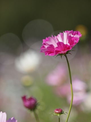 �ߤä�����