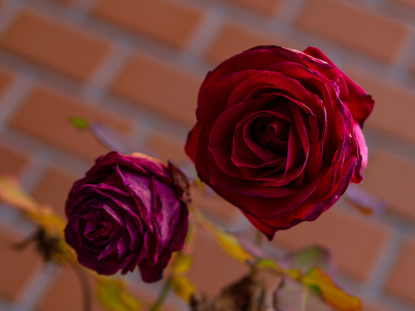 1M140887_rc