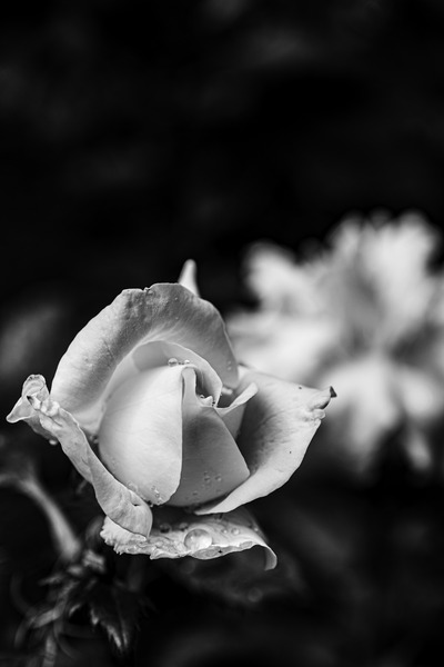 DSCF6319_rm_RS