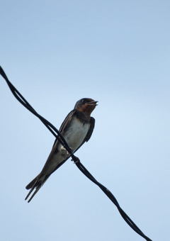 �Ƥι�������