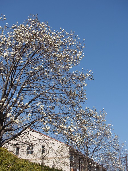 �Ķ��β��ǡ�