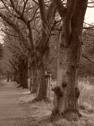 ����ƻ��