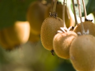 �ѥѥ���Ǥ�ޥ󥴡��Ǥ�ʤ���