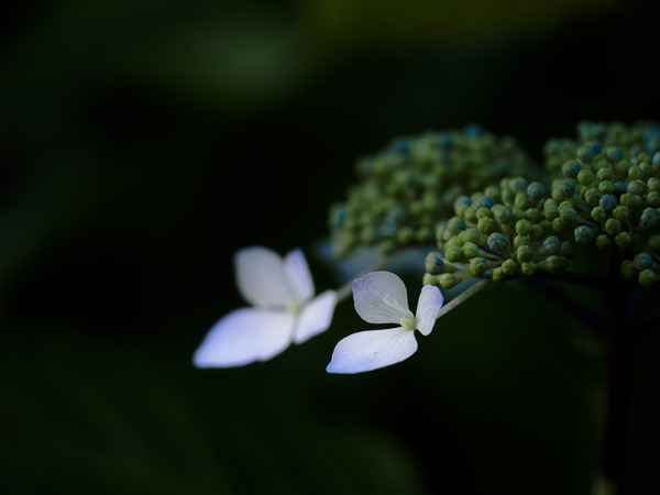 1X036402-����-NR