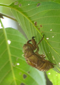 �̤����顣