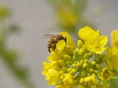 �Ϥ�����