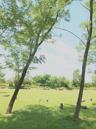 緑と青空。