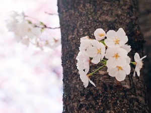 手前ピン。