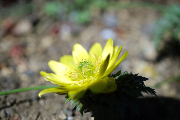 DSCF8006_R