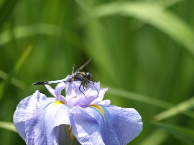 �ȥ�ܤȾԳ���