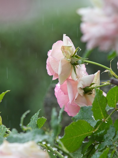 ����Ǩ��ơ�