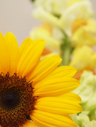 ����˥��åס�