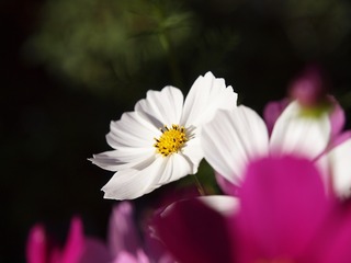 コスモス@ZD ED12-60mm