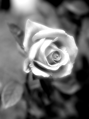 ME180371_rfm_R
