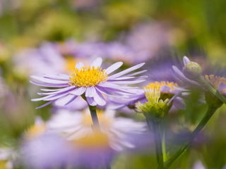 �ܥ��ܥ�����