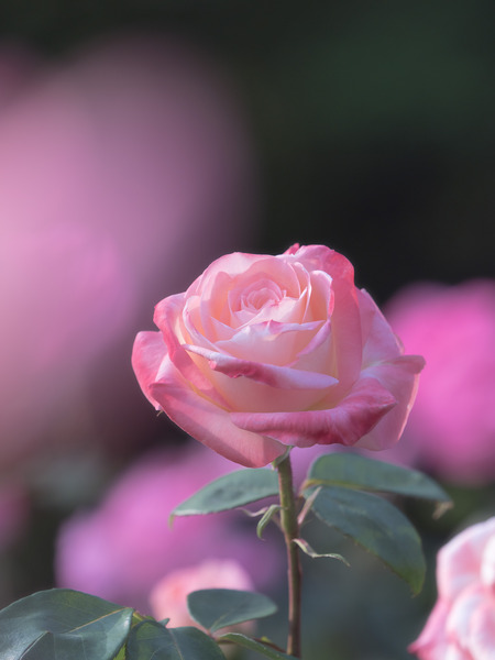 2R219858_rc