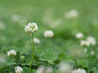 ME087303_rc_R