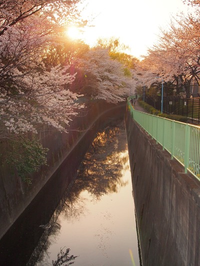 夕陽の川。