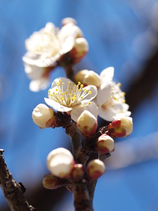 ���ߣ���