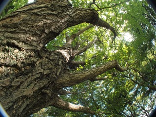 巨木的な?