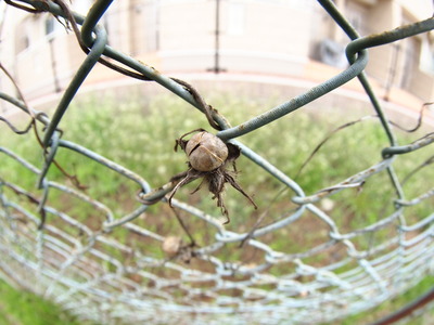 ���������μ