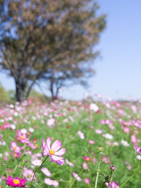 �礭���ڡ�