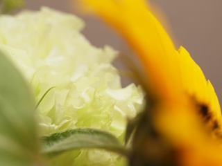 �Ѥ�ä����ޤǡ�