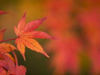 紅葉1。