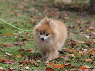 ��ӡ�����