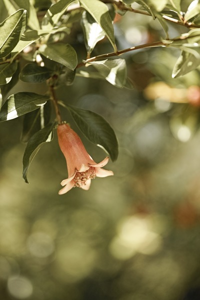 SDQ_8448_SPP_R