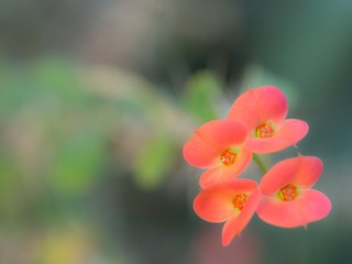 花の向こうに。