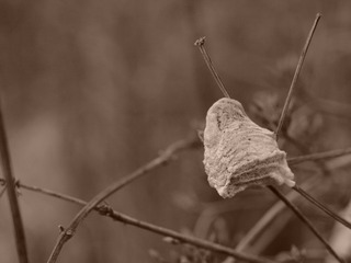 ���Ԥ��ޥ󥷥��