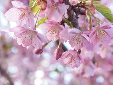 寒桜なの?