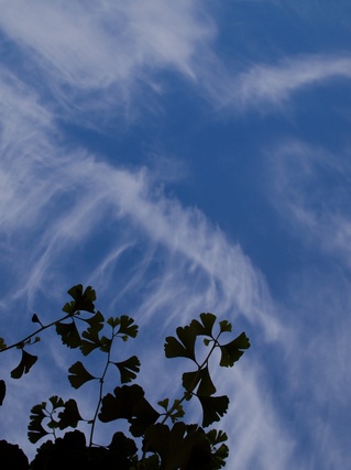 ���Υ�������ȥ����祦