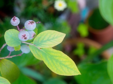 berry!