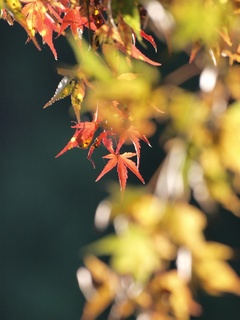 紅葉2