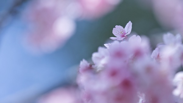 �����ް�ġ�