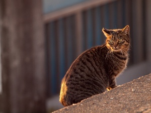 夕陽に振り返る。