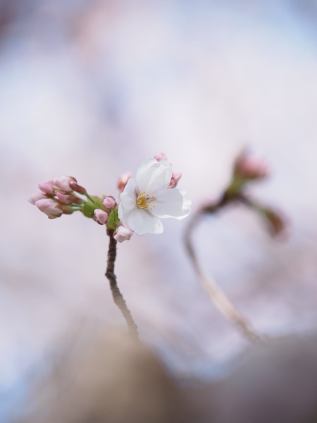 ���礳�󥵥��顣